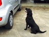 Bomb Sniffing Dogs in Houston
