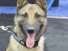 Bomb Detection K9