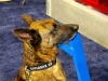 Explosives Detection Canines in Houston