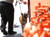 Bomb Sniffing K9 Unit in Houston TX