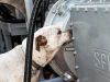 Bomb Dog for Houston Texans