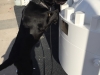 Narcotics Detection K9 Unit