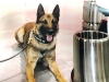 Narcotics Detection K9 Units in Houston