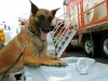 Narcotics Detection K9